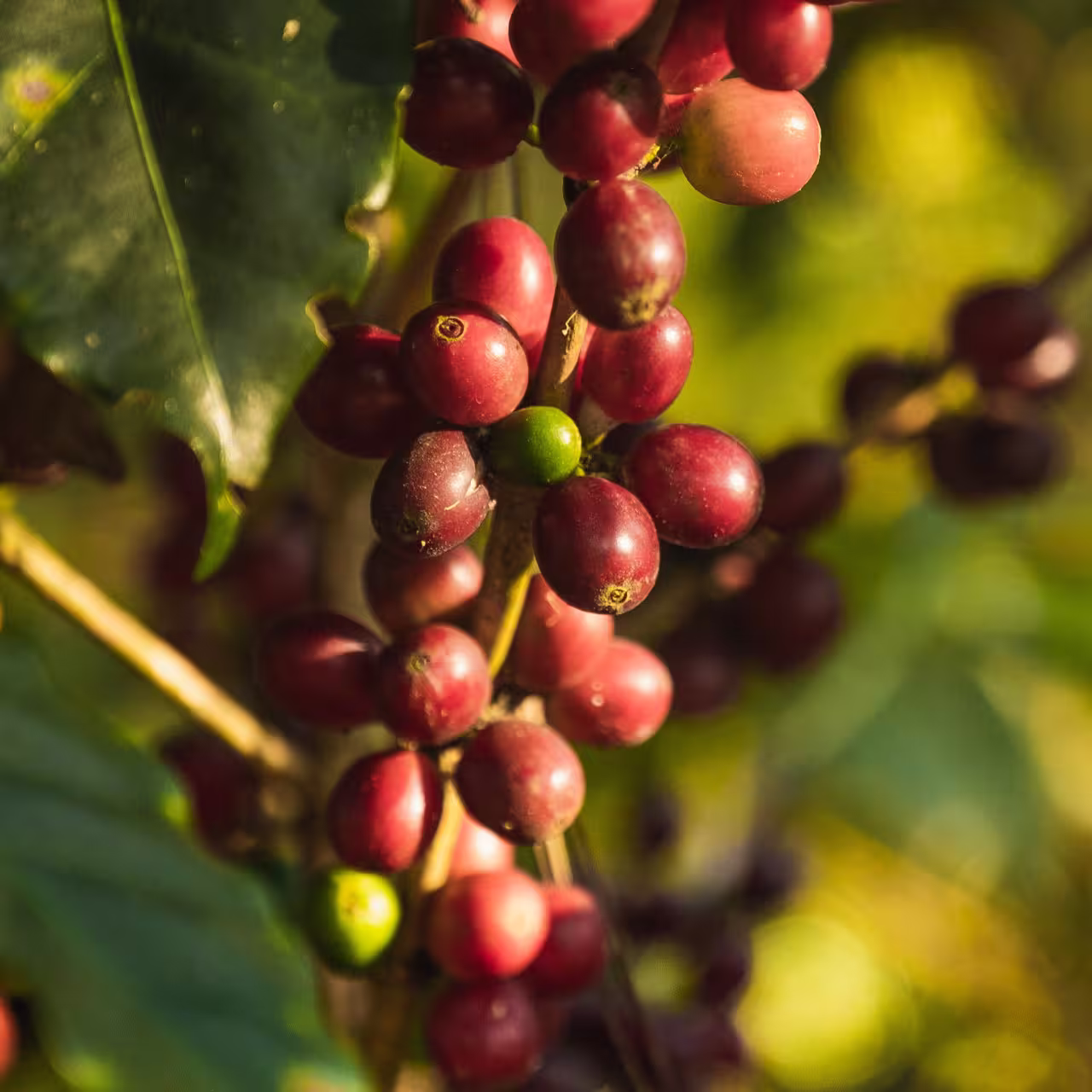 fruto del cafe avif